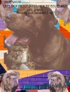 Copertina di Agard: LET'S TALK ABOUT DOGS: HEALTH ISSUES AND LIFE SPANS